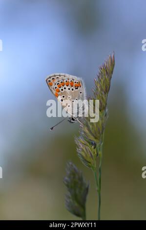 Gewöhnlicher Blauer kleiner Schmetterling aus der Nähe in der Natur, auf einer Pflanze, Makro-Natur. Blaugraue Buttefly, auf einem natürlichen Pflanzenhintergrund. Stockfoto