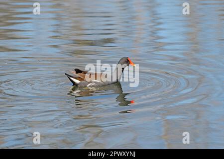 Common Gallinule an einem sonnigen Tag am Elm Lake im Brazos Bend State Park in Texas Stockfoto