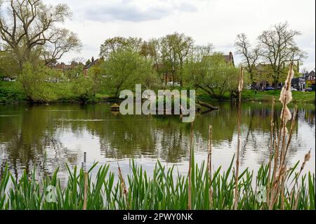 Chislehurst, Kent, Vereinigtes Königreich: Prickend Pond on Chislehurst Commons with bulrushes in the front and Chistlehurst High Street behind. Stockfoto