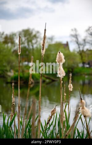 Chislehurst, Kent, Vereinigtes Königreich: Prickend Pond on Chislehurst Commons with bulrushes in the front and Chistlehurst High Street behind. Stockfoto