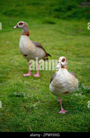 Zwei ägyptische Gänse stehen auf Gras auf Chislehurst Commons, Kent, Großbritannien. Ägyptische Gans (Alopochen aegyptiaca). Chislehurst ist im Stadtbezirk von Bromley Stockfoto