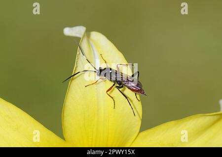 Weiblicher Hoplismenus bidentatus oder der sehr ähnliche Hoplismenus bispinatorius. Familie der Ichneumon-Wespen, Ichneumonide (Ichneumonidae). Stockfoto