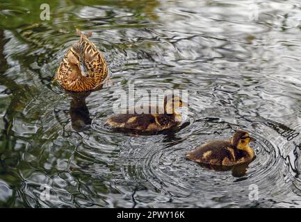 Weibliche Stockente mit Enten im Rush Pond auf Chislehurst Commons, Chislehurst, Kent, Großbritannien. Stockente (Anas platyrhynchos), Großraum London. Stockfoto