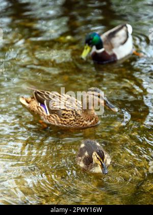 Mallard-Entlein mit weiblichen und männlichen Stockenten im Rush Pond auf Chislehurst Commons, Chislehurst, Kent, Großbritannien. Stockente (Anas platyrhynchos). Stockfoto