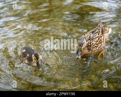 Weibliche Stockente mit Ente im Rush Pond auf Chislehurst Commons, Chislehurst, Kent, Großbritannien. Stockente (Anas platyrhynchos), Großraum London. Stockfoto