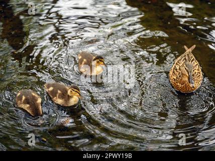 Weibliche Stockente mit Enten im Rush Pond auf Chislehurst Commons, Chislehurst, Kent, Großbritannien. Stockente (Anas platyrhynchos), Großraum London. Stockfoto