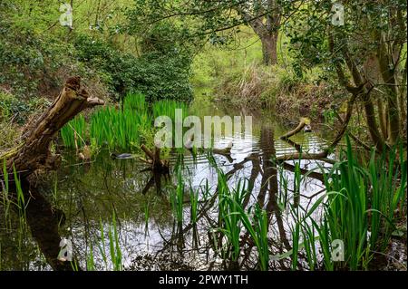 Ein Bach in der Nähe von Rush Pond auf Chislehurst Commons, Kent, Großbritannien. Eine Kuh schwimmt über das Wasser. Chislehurst ist im Bezirk Bromley, Greater London. Stockfoto