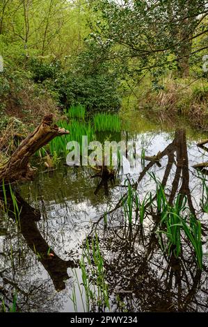 Ein Bach in der Nähe von Rush Pond auf Chislehurst Commons, Kent, Großbritannien. Eine Kuh schwimmt über das Wasser. Chislehurst ist im Bezirk Bromley, Greater London. Stockfoto