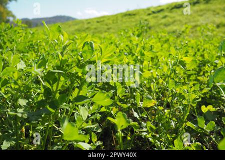 Feld mit grünem Klee. Organisiertes Pflanzen von Klee. Klee Trifolium, eine Gattung von Pflanzen der Leguminosen-Familie Fabaceae, Moth Faboideae. Landwirtschaftlich Stockfoto