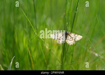 Gewöhnliche Heidemotte, die auf einem Grashalm in der Natur ruht, schöner natürlicher Hintergrund Stockfoto