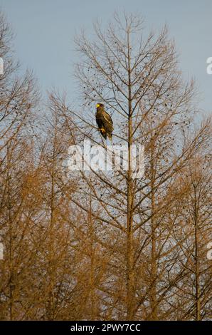 Junger Stellerscher Seeadler Haliaeetus pelagicus an einem Baum. Kiyosato. Hokkaido. Japan. Stockfoto