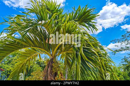 Tropische, natürliche mexikanische Palme mit Kokosnüssen und blauem Himmel im Hintergrund in Playa del Carmen Quintana Roo Mexiko. Stockfoto