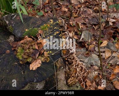 Verschiedene Arten von Pilzen, Moos und Schimmel auf alten Baumstumpfen in Sussex Woodland in England Stockfoto