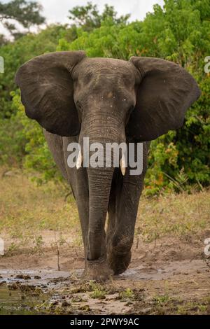 Ein afrikanischer Elefant, der am Flussufer in Richtung Kamera läuft Stockfoto