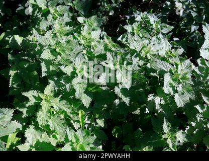 Brennnesseln stechen. Urtica dioica - gewöhnliche Brennnessel, brennende Brennnessel, stechende Brennnessel. Stockfoto