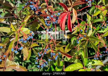 Beeren mit roten Stielen. Virginia Creeper - parthenocissus quinquefolia, Stockfoto