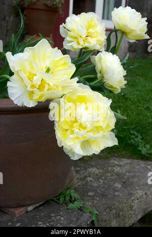 Weiße, gelbe Papageientulpen in voller Blüte im Frühling April 2023 Carmarthenshire Wales UK Großbritannien KATHY DEWITT Stockfoto