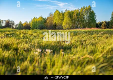 Wiese mit Wald im Hintergrund. Frühling in der polnischen Landschaft. Grüne Landschaft. Abend in Mazovia. Froschperspektive. Stockfoto