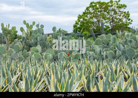Amerikanische Agave-Setzlinge, die im Busch verschiedene Arten von opuntia-Pflanzen geformt haben, die in einem Gartenzentrum angebaut werden Stockfoto