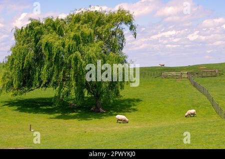 Partybaum im Hobbiton Movie Set in Neuseeland Stockfoto