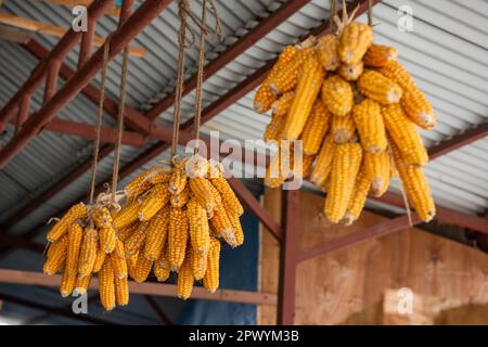 Lachung ist eine Stadt- und Bergstation im Nordosten von Sikkim, Indien. Die Leute von Lachung lagern Mais, indem sie ihn an der Decke des Hauses aufhängen. Stockfoto