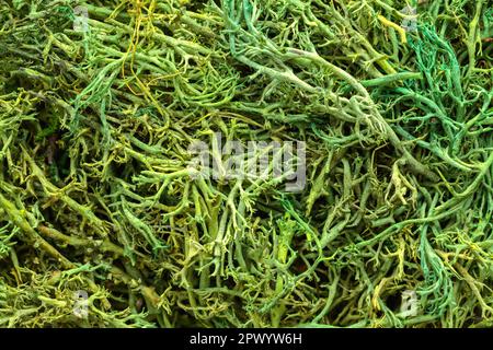 Nahaufnahme Des Hintergrunds Mit Trockener Grüner Moosstruktur. Stockfoto