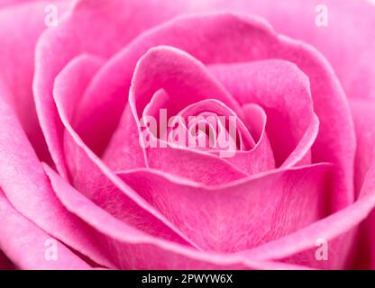 Makroaufnahme frischer rosafarbener Teeblätter, rosafarbener Hintergrund als Symbol für Liebe, Eleganz und Romantik. Selektiver Fokus Stockfoto