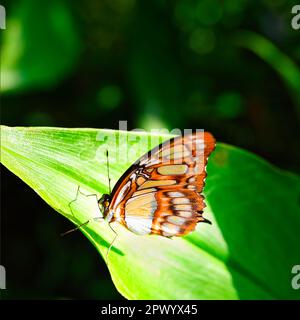 Schmetterlinge auf wunderschönen Pflanzen, während Sie in der Sonne verweilen Stockfoto