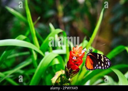 Schmetterlinge auf wunderschönen Pflanzen, während Sie in der Sonne verweilen Stockfoto