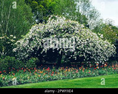 Tulpen im Frühling in Dunham Massey Hall and Gardens, Altrincham, Cheshire, Großbritannien Stockfoto