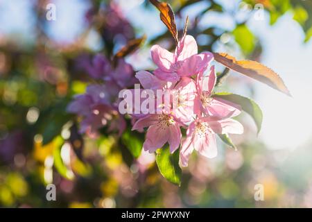 Frühlingsblüte eines dekorativen Apfelbaums, violette Blumen auf einem grünen Baum in den Strahlen des Sonnenuntergangs. Stockfoto