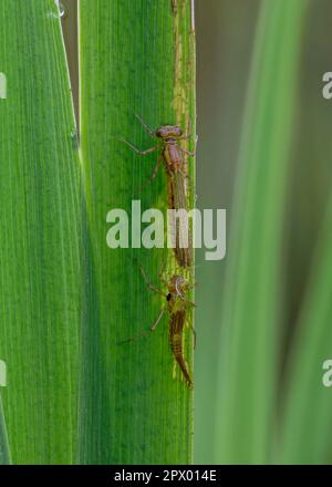 Große rote Damselfliege (Pyrrhosoma nymphula), neu aufgetaucht. Dumfries, Südschottland Stockfoto