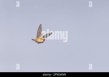 Sedge Warbler Acrocephalus schoenobaenus, erwachsener Mann singt im Flug, Suffolk, England, April Stockfoto