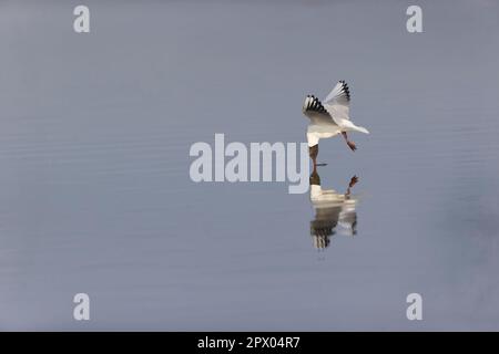 Schwarzkopfmöwe Larus ridibundus, Sommerzucht Erwachsener fliegt, fängt nicht beißende Mücke von der Wasseroberfläche, RSPB Minsmere Nature Reserve, Suffolk Stockfoto