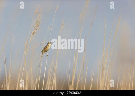 Sedge-Warbler Acrocephalus schoenobaenus, erwachsener Mann, der im Schilfbett singt, Suffolk, England, April Stockfoto