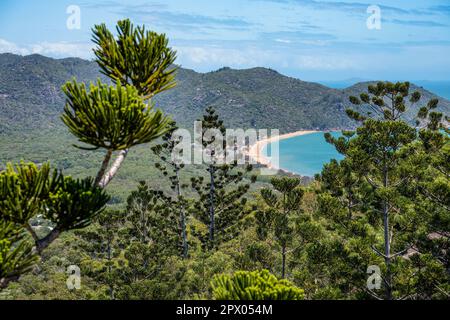 Kiefern und Blick in Richtung Florence Bay, Magnetic Island, Townsville, Queensland Stockfoto