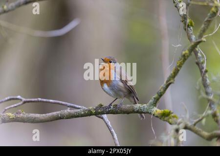 Europäisches Rotkehlchen Erithacus rubecula, männlicher Erwachsener auf einem Ast, singend, Suffolk, England, April Stockfoto