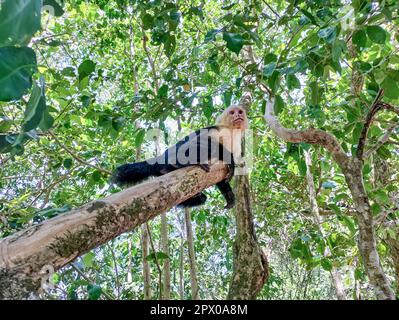 Nationalpark Manuel Antonio, Costa Rica - der panamaische weiße Kapuziner (Cebus-Imitator), eine von drei Affenarten im Park. Stockfoto