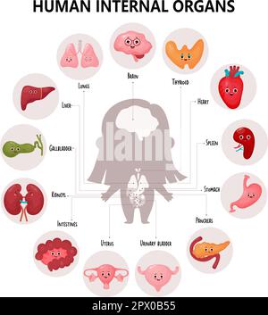 Süße Infografiken Anatomie des menschlichen Körpers. Das Sehschema innerer weiblicher Organe mit Cartoon-Figuren, Namen und Lokalisationen. Vektordarstellung. As El Stock Vektor