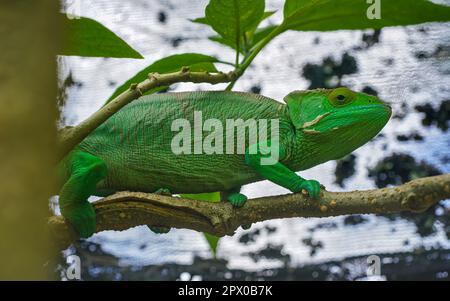 Pfarrer Chamäleon - Calumma parsonii - steht auf einem Ast, Nahaufnahme Stockfoto