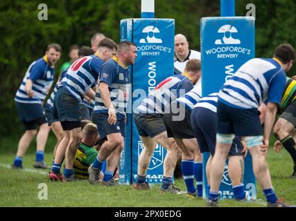 Englische Herren Amateurspieler der Rugby Union spielen in einem Ligaspiel. Stockfoto