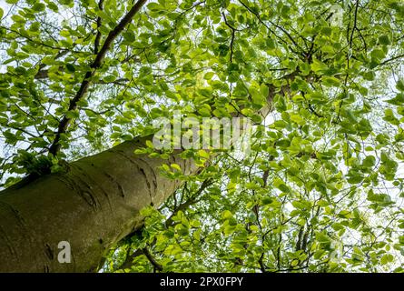 Laubbuche in Sherwood Forest, Nottinghamshire, England, Großbritannien. Stockfoto