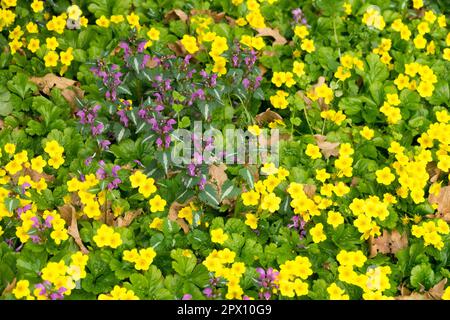 Waldsteinia, Lamium, Spotted Dead Nettle, Lamium maculatum, Gelb, Blumen, Bodenbedeckung, Waldsteinia ternata Stockfoto