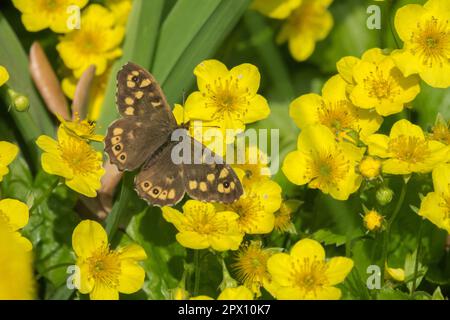 Gesprenkelter Holzschmetterling, Pararge Aegeria auf Waldsteinia ternata Stockfoto