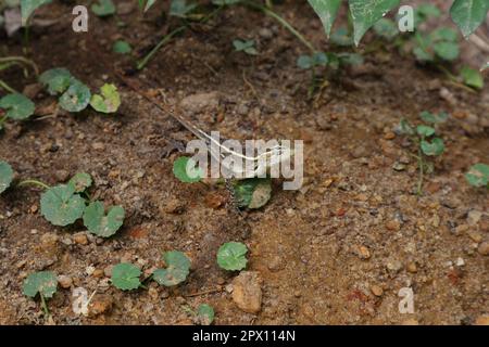 Ein neugieriges Gesicht einer Gartenechse, die auf dem Boden krabbelt, wo asiatische Pennywort-Pflanzen wachsen Stockfoto