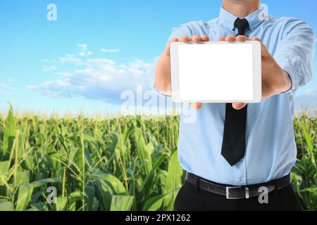 Farmer mit Tablet-Computer auf grünem Maisfeld. Banner für Design Stockfoto