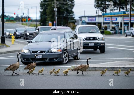 Eine Familie von Canada Gänsen überquert die Straße in Petaluma, Kalifornien, Goslings. Stockfoto