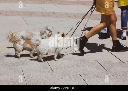 Madrid Spanien 1 2022. Mai Gehhunde in städtischer Umgebung. Eine Frau führt drei kleine Hunde an. Hundeführer auf einer Straße. Die Haustiere in einer Stadt Stockfoto
