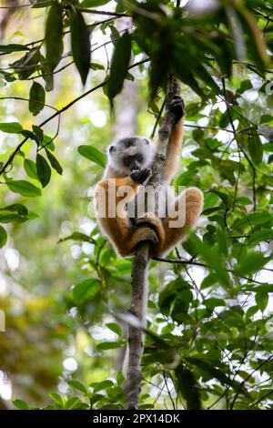 Farbenfrohe, diademierte Sifaka Lemur, (Propithecus diadema) gefährdetes endemisches Tier auf dem Boden und Fütterung im Regenwald, Andasibe-Mantadia Nationalpark- Stockfoto