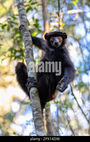 Lemur mit schwarzem Körper, Milne-Edwards-Sifaka (Propithecus edwardsi) oder Milne-Edwards-Simplea. Gefährdetes endemisches Tier im Regenwald. Ranomafana N. Stockfoto